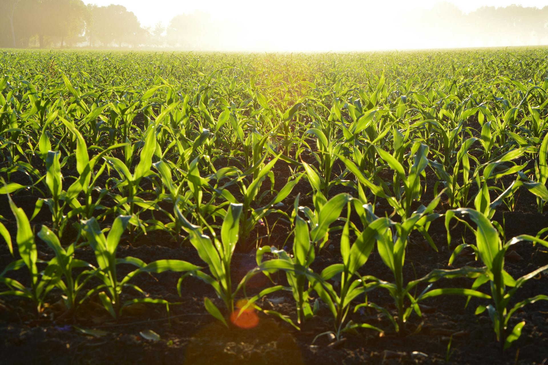 Green crops growing in morning light